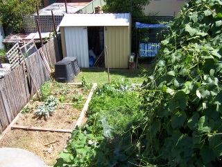 Backyard veggies garden