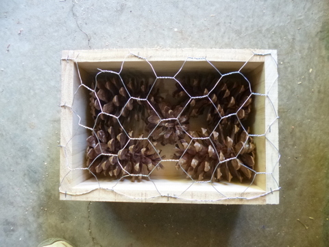 Box completed with pine cones in place