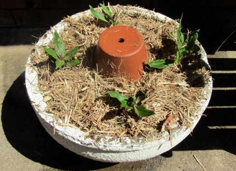 Cuttings planted out into concrete pot