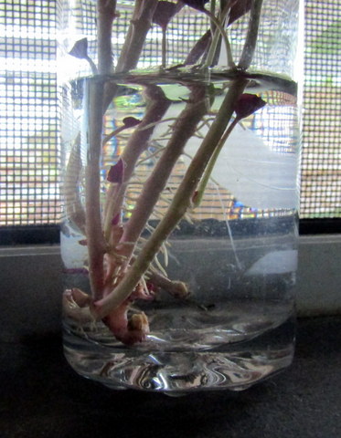 Slips growing roots in a glass of water