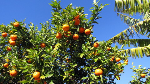 Plenty of ripe Mandarines!