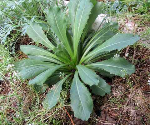 Basal rosette of leaves close to the ground