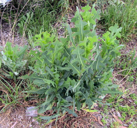 Older upright form with lobed leaves
