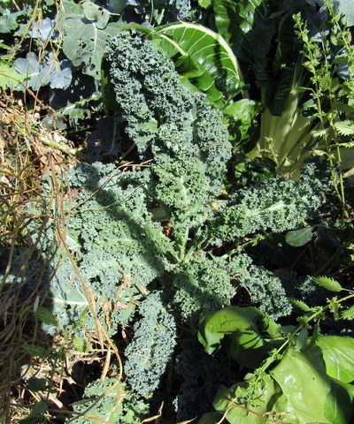 Curly Kale is another popular leaf crop