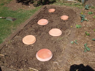 The pots dug in with covers in place
