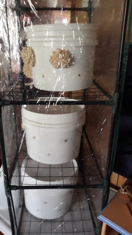 Mushroom buckets in the fruiting chamber