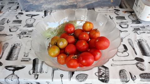 Tomatoes Ripening