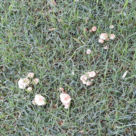After the Bomb - Front Yard Fairy Ring