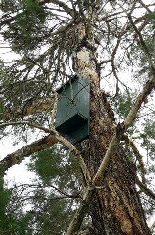 One of the bat boxes