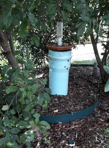 Insect waterer and worm tower in centre of fruit tree circle