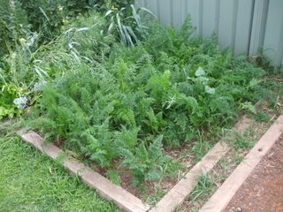 This years' carrot patch