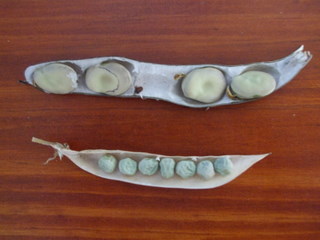 Pods opened to show seeds