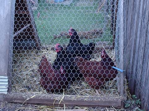 Rhode Island Reds and Australorps in chook tractor