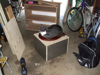 Cat using the toilet