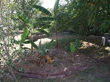 The Banana Circle - Early Spring