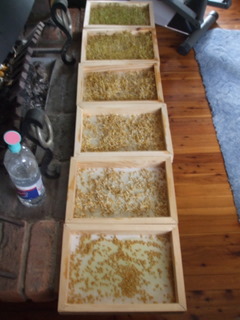 What the trays look like in use