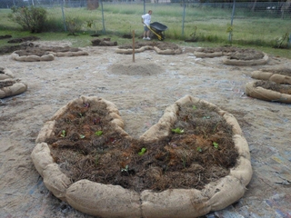 Mulched and planted Mulched and planted