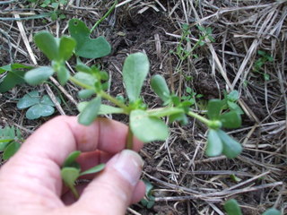 Pigweed