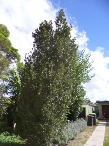 Bay Tree at the Northern End
