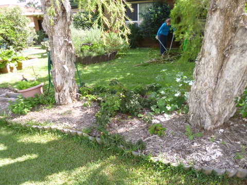 Thornless Blackberry (pre-trellis)