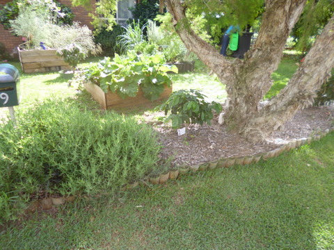 From the left - pigface, coffee bush and Tea Tree