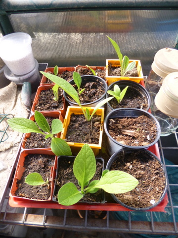 Comfrey in pots