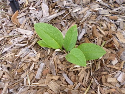 Growing in the fruit tree circle