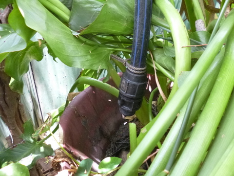 Hose discharging into the spa