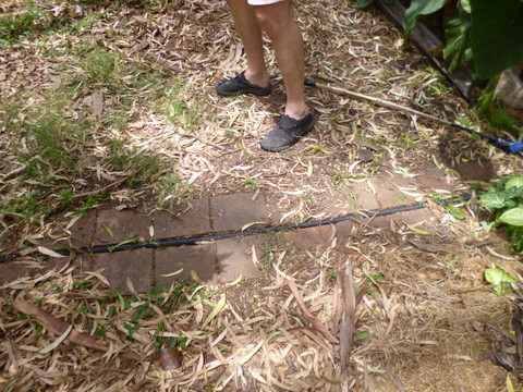Hose distributing treated water to food forest floor
