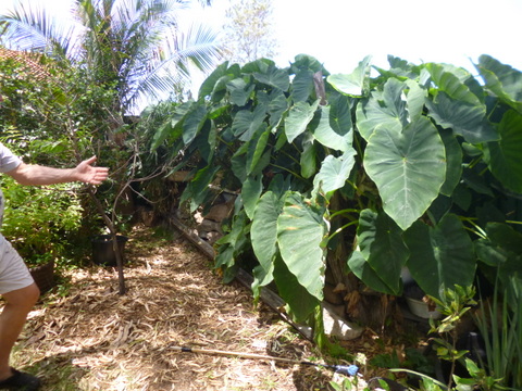 Vegetation used for composting
