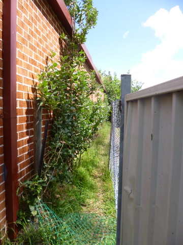Espaliered Pear and Apple trees behind the stable