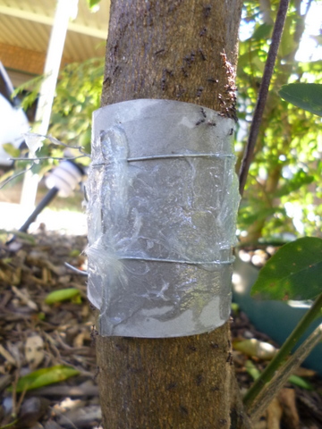 In place c/w disgruntled ants