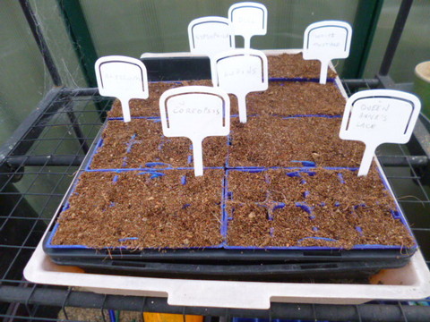 Seeds planted into punnets