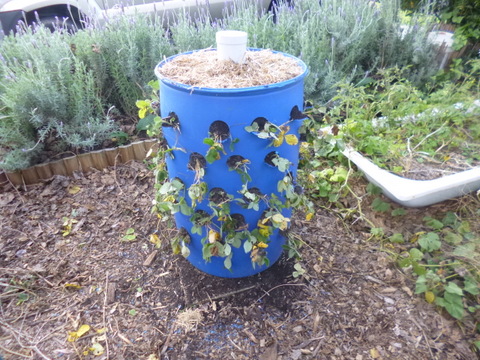 The stawberry tower filled and planted out