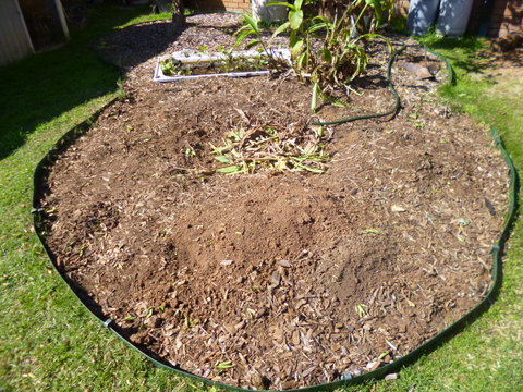 A hole in the ground! (lemonade tree removed)