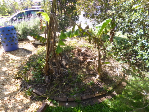 The banana circle, as it was