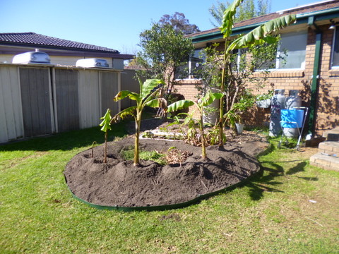 Bananas in place (note the basin around the bottom of each one)
