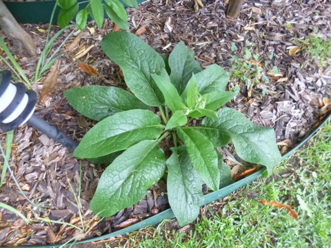 Comfrey - A good multipurpose guild plant