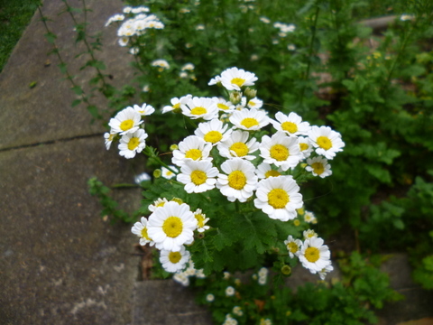 Feverfew bush in flower