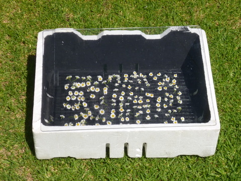 Flowers in a low tech drier