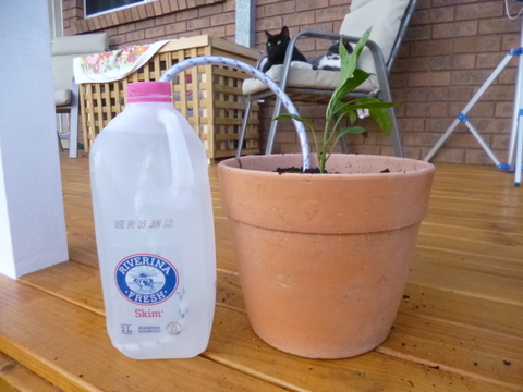 Low Cost, Low Tech Irrigation - Part 2: Bottle and Wick Irrigation for Pots