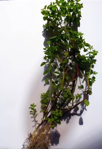 Petty Spurge (euphorbia peplus)