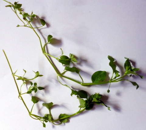Chickweed (stellaria media)