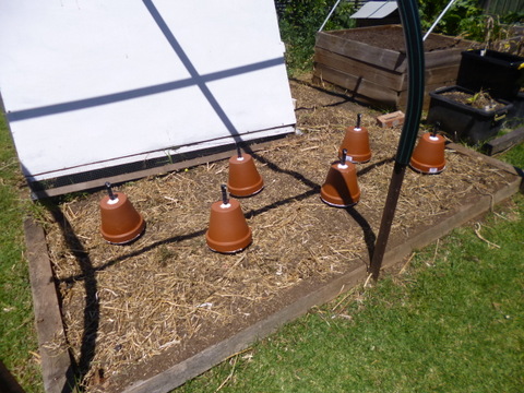 Capsules in place, ready for burial