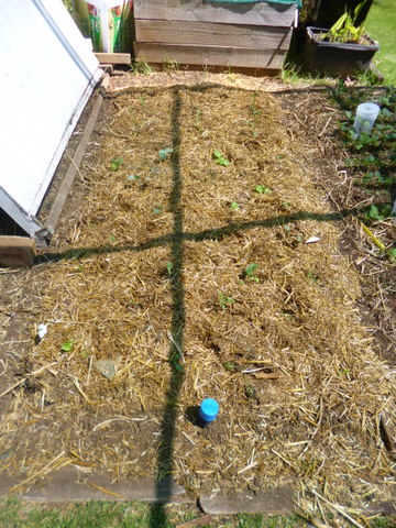 Covered, mulched and planted out