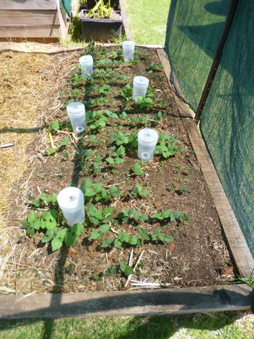 Red kidney bean seedlings starting to emerge
