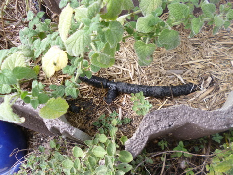 Tee piece connecting the two circles in the herb spiral