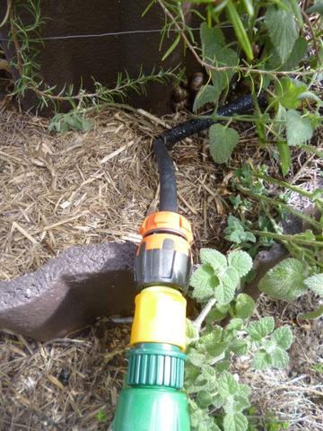 Set up leading into the herb spiral