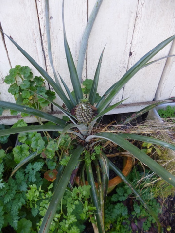 Here is a friend's productive pineapple