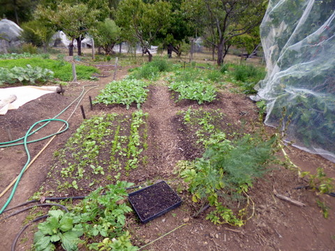 Second intensive vegetable area
